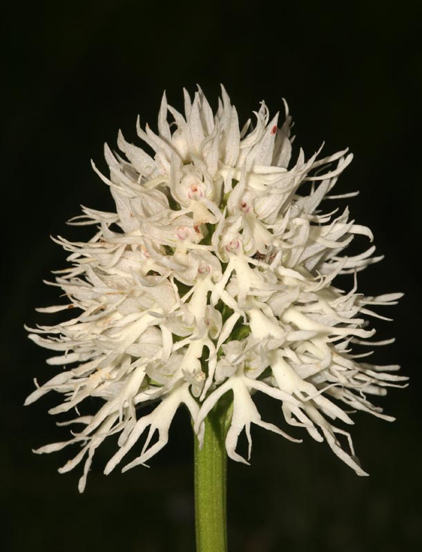 Girovagando per Pizzo cane: Orchis italica albina